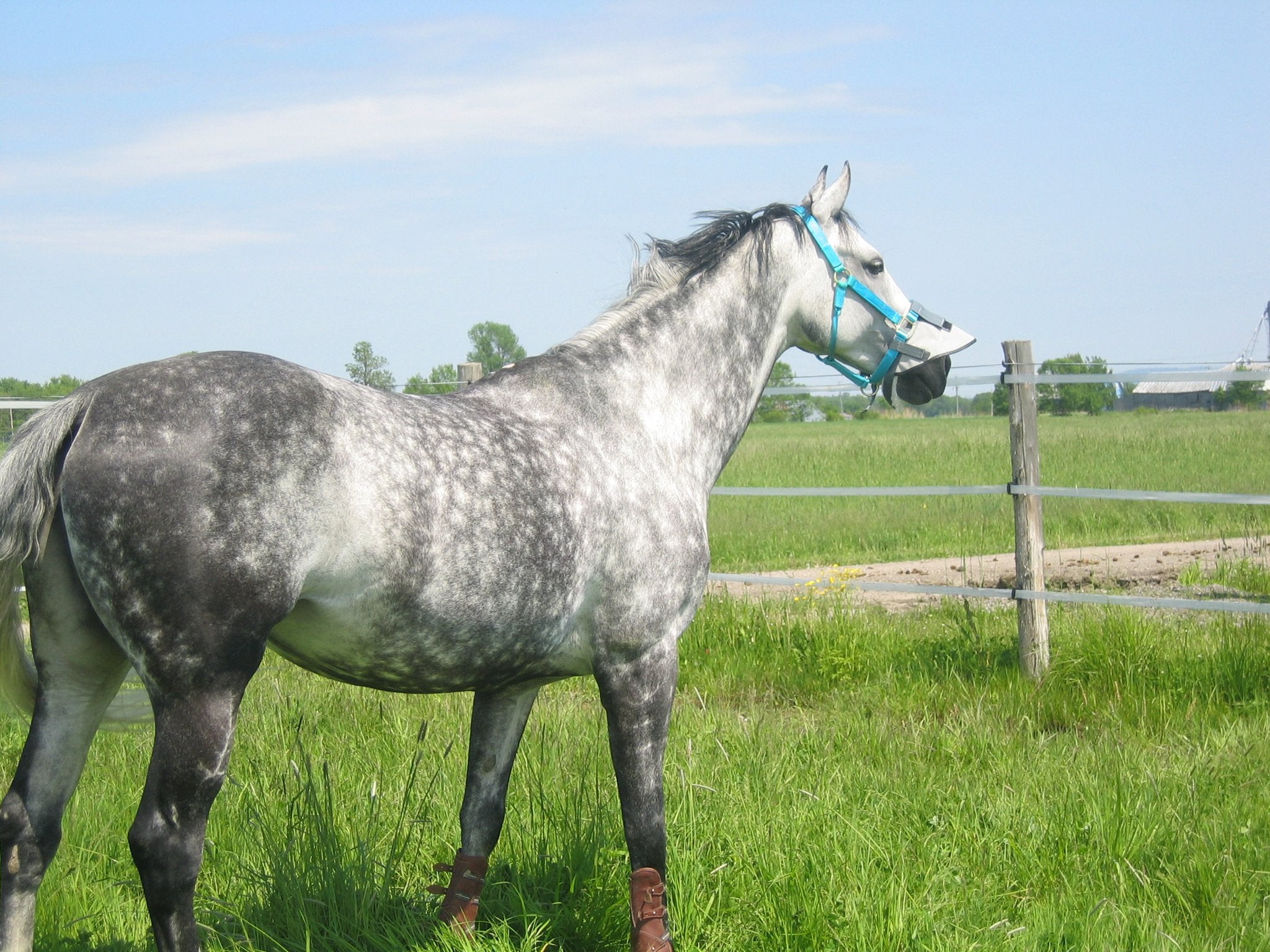 Enhancing Comfort: Girth Straps on Saddle Pads: A Must for Horses with Long Withers